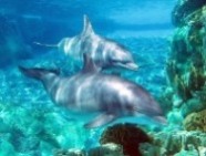 Gigantografia  esclusiva "Delfini"