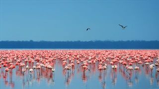 Gigantografia autoadesiva esclusiva "Flamingo"