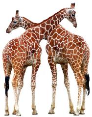 Adesivo decorativo esclusivo "Due giraffe"