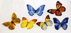Farfalle 2