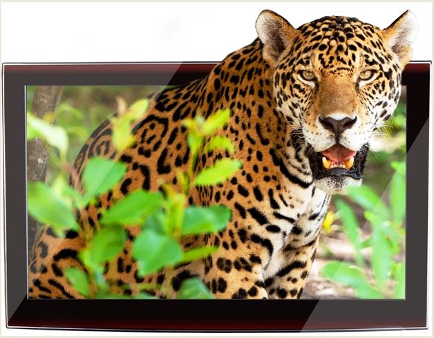Adesivo decorativo esclusivo "Leopardo"