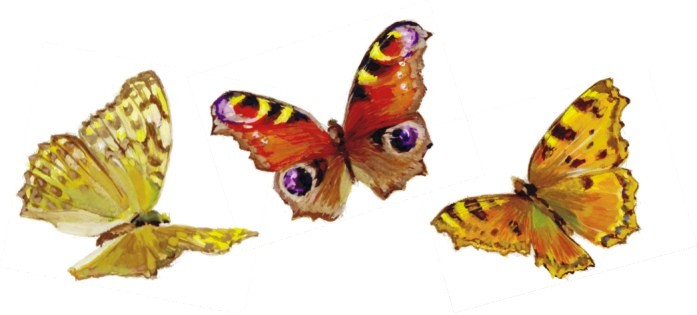 Farfalle 3