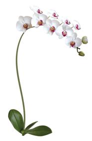 Orchidea bianca