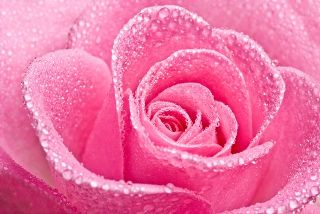   Gigantografia autoadesiva esclusiva "Pink rose 2"