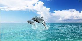 Gigantografia autoadesiva esclusiva"Delfini"