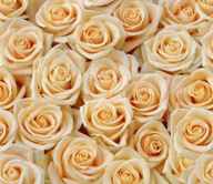 Gigantografia "Rose bianche "