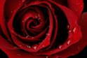 Gigantografia adesiva esclusiva "Rosa rossa macrofoto"