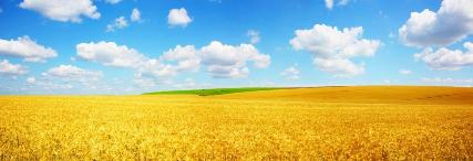 Gigantografia esclusiva autoadesiva "Campo di grano"