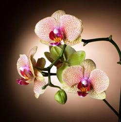 Gigantografia esclusiva autoadesiva "Orchidea"