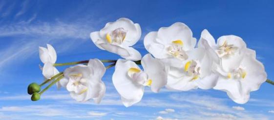 Gigantografia esclusiva autoadesiva "Orchidea bianca"