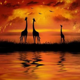 Gigantografia autoadesiva esclusiva "Giraffe al tramonto"