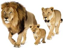   Adesivo decorativo esclusivo "Famiglia leoni"