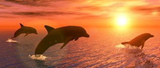 Gigantografia autoadesiva esclusiva "Delfini al tramonto"