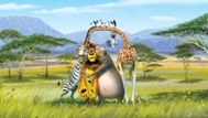 Gigantografia autoadesiva esclusiva "Madagascar 3"