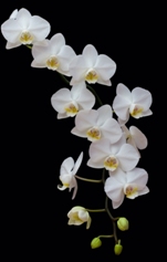 Gigantografia autoadesiva esclusiva "Orchidea bianca"