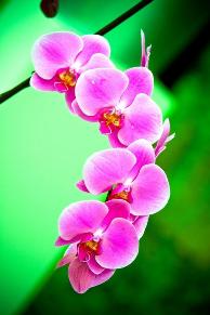 Gigantografia autoadesiva esclusiva "Orchidea"