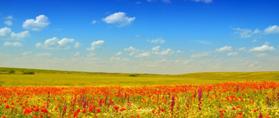   Gigantografia autoadesiva esclusiva "Panorama campo di fiori"