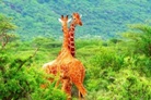 Gigantografia autoadesiva esclusiva "Due giraffe"