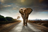 Gigantografia autoadesiva esclusiva "Elefante"