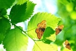 Gigantografia esclusiva autoadesiva "Foglie con le farfalle