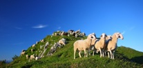 Gigantografia autoadesiva esclusiva "Paesaggio di montagna con le pecore"
