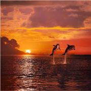 Gigantografia esclusiva autoadesiva "Delfini al tramonto"