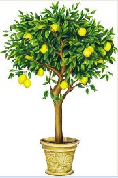 Adesivo decorativo esclusivo "Albero con limoni trompe l'oeil"