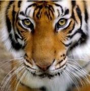 Gigantografia adesiva esclusiva "Tigra"