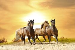 Gigantografia esclusiva "Cavalli al tramonto"