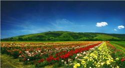 Gigantografia esclusiva "Campo di rose"