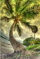Gigantografia adesiva esclusiva "Palma Tropicale"