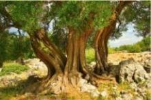Gigantografia esclusiva "Il monte degli olivi"