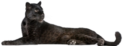Adesivo decorativo esclusivo "Leopardo nero"