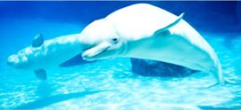Gigantografia autoadesiva esclusiva "Delfini bianchi"
