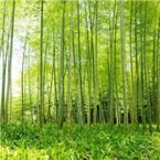 Gigantografia esclusiva "Foresta di Bamboo"