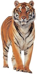 Adesivo decorativo esclusivo "Tigra"