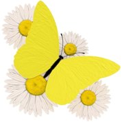Adesivo decorativo esclusivo "Margherite con la farfalla"