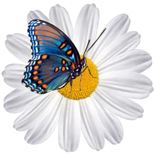 Adesivo decorativo esclusivo "Margherita con la farfalla"