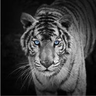 Gigantografia adesiva esclusiva "Tigra bianca"