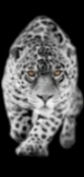 Gigantografia esclusiva autoadesiva con effetto argentato "Leopardo"