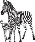 Sticker autoadesivo esclusivo "Zebre"