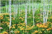 Gigantografia autoadesiva esclusiva "Boschetto di betulle con fiori"