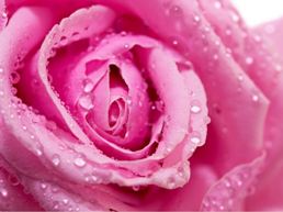 Gigantografia esclusiva "Pink rose"