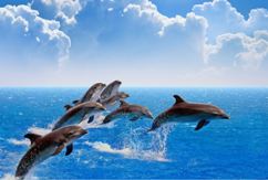 Gigantografia autoadesiva "Delfini"