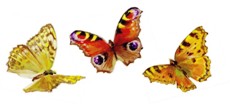 Farfalle 3