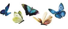 Farfalle 4
