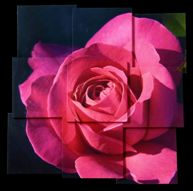 Gigantografia autoadesiva "Pink Rose"