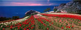 Gigantografia esclusiva "Campo di tulipani"