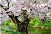 Gigantografia esclusiva "Primavera in parco"